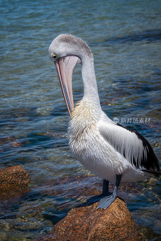 澳大利亚鹈鹕(Pelecanus anisoillatus)